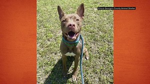 Dogs set to be euthanized in Prince George's Co. saved after urgent plea to community