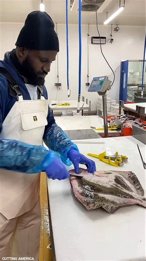 Premium Turbot Fish Cutting & Filleting Live || #shorts