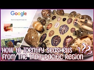 How to ID Seashells from the Indo-Pacific | A Few Ways to Get Answers