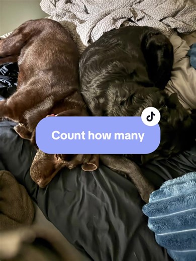 #dogsoftiktok #akitasoftiktok #dogtok #akita #lab