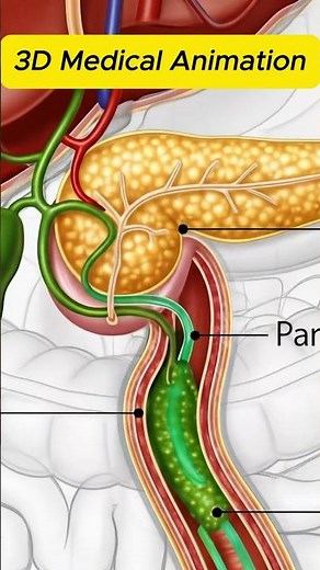 How Your Liver, Gallbladder & Pancreas Digest Food