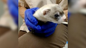 Wissenschaftler klonen seit 30 Jahren totes Tier