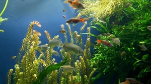 Fish, Aquarium, Underwater. Free Stock Video
