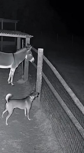 Shadow Figure Blinks: Paranormal Footage Unveiled