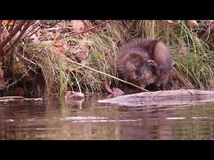 Muskrat