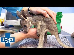 Orphaned Baby Wallaby Has Life-Threatening Illness | Bondi Vet