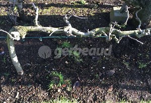 Cordon horizontal : les clefs du succès