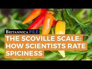 BRITANNICA FILE: The Scoville Scale—How science rates spicy | Encyclopaedia Britannica