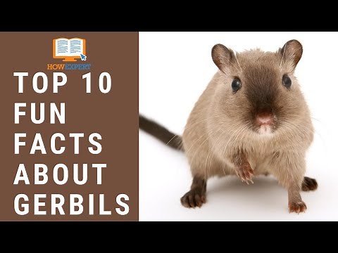 HowExpert Top 10 Fun Facts About Gerbils - HowExpert