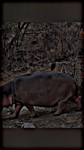 🐊 Crocodile Attack Moment 😱 | Dangerous Wildlife Scene #Shorts