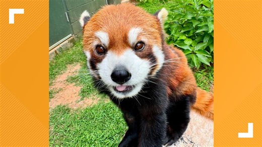 Greensboro Science Center gets new red panda!
