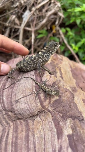 These cute little lizards are so fascinating