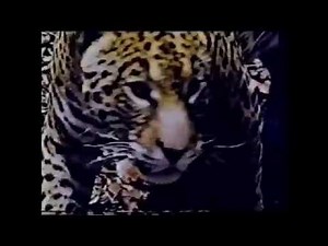 Jungle Cat Documentary