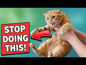 Your Cat Doesn't Want Your Affection Like This