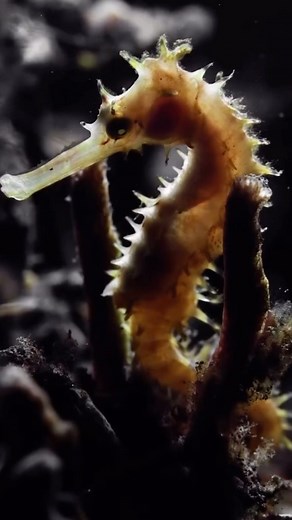 46 reactions | Meet the spiny seahorse, one of the most mystical but...