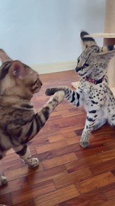 Kira the Serval and Oliver the Bengal #servals #bengals #cat #kitten | Gabriel Wang