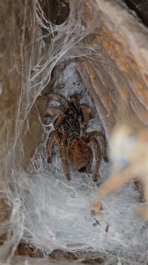 babuny on Instagram: "Augacephalus Junodi #asmr #augacephalus #tarantula #spider #fblifestyle"