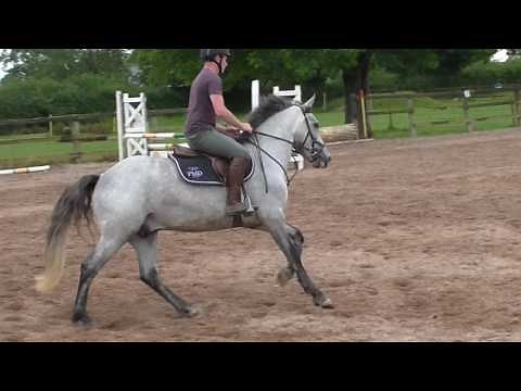 148 Full Connemara Pony For Sale