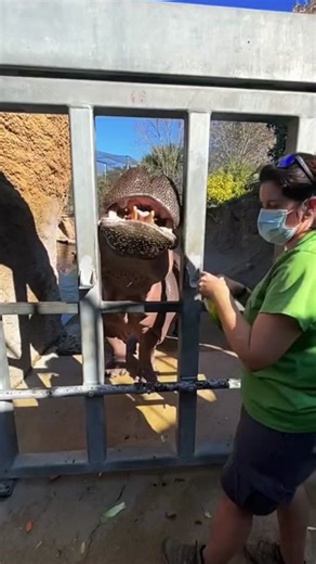 Hippopotamus Enjoying Fruit at the Zoo