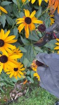 Dead Head For Black Eye Susan, Goldsturm Rudbeckia - September 8, 2026