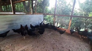 544K views · 6.6K reactions | I, Farm Boy! PLUSES, DISADVANTAGES OF...