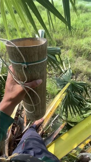 Village Life: Collecting and Making Fresh Palm Juice