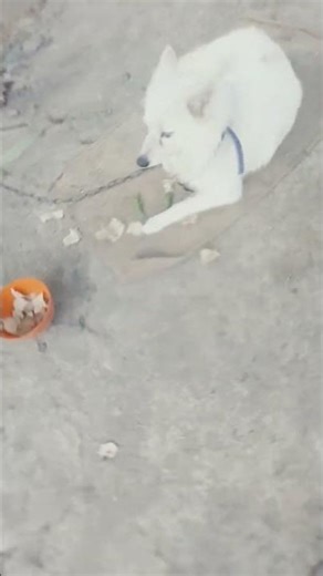 Coco Is sleeping #funny