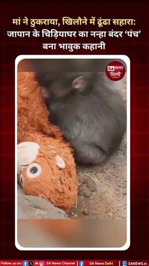 Japan Zoo Viral: नन्हे बंदर की भावुक कहानी