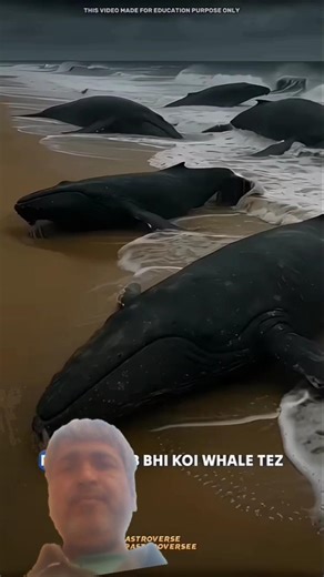 whale never die alone. #science #whale