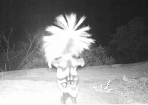 This Skunk Dances While Doing a Handstand (Video)