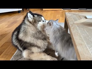 Cat Loves His Dog Best Friend! They’re So Cute!