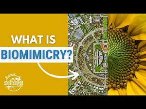 Biomimicry - Learning from Nature