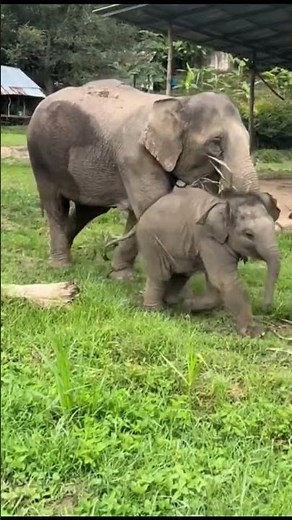 Baby Elephant Running Around || Too Cute to Handle😍😁 || shorts #cuteanimal
