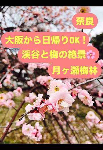 奈良の月ヶ瀬梅林で春を楽しもう！