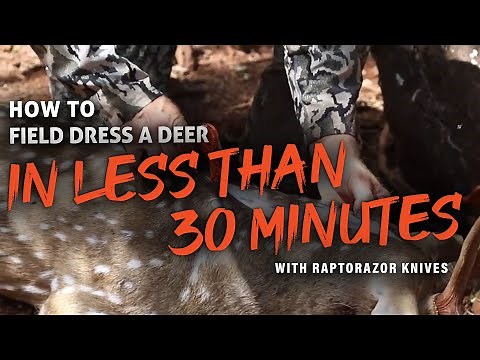 How to Field Dress a Deer In 30min or Less | Raptorazor