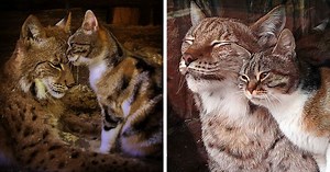 Cat Sneaks Into A Zoo And Becomes Friends With A Lynx