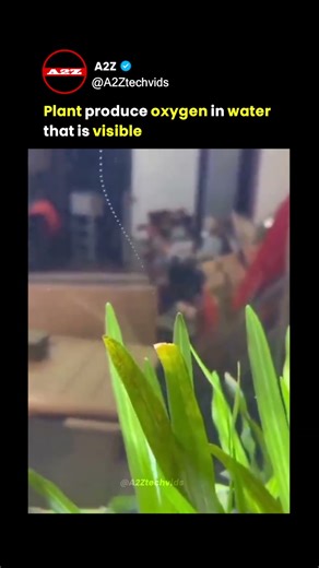 Ever Seen a Plant Breathe? Meet "Pearling"