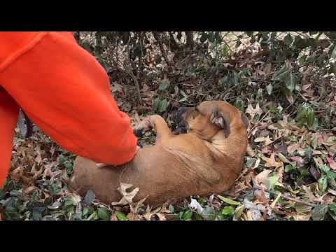 The 4th dog in 72 hours to come in shot - Stray Rescue of St.Louis