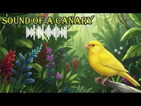 SOUND OF A CANARY 🔊 What does a canary sound