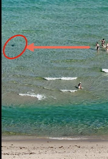 Just a typical day in Surfside/Miami Beach #shark | Beach