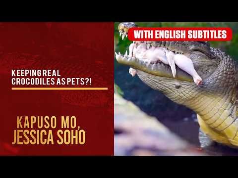 Keeping real crocodiles as pets?! (with English subs) | Kapuso Mo, Jessica Soho