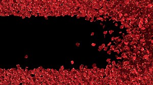 Red rose petals blowing transition reveal on alpha background