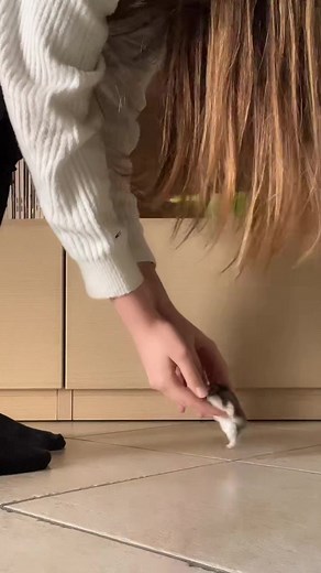 Gentle Interaction with a Cute Hamster