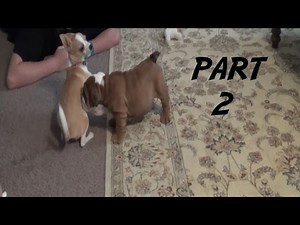 Bere's Bulldog Adventures Part 2 - Bere meets Lexi