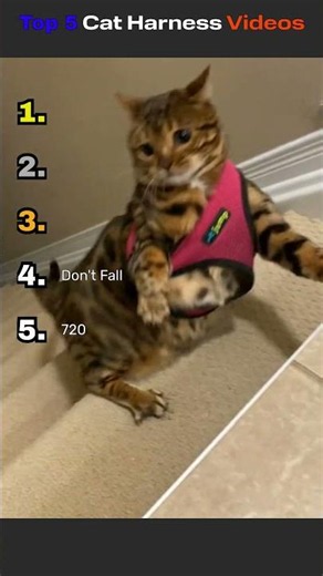 Top 5 Cat Harness Videos #top5 #viralvideos #funnyvideos