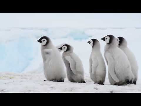 Emperor Penguins with chicks in Antarctica. 可愛いコウテイペンギンと赤ちゃんペンギン