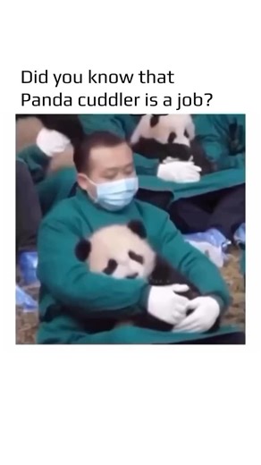 World in Motion 🕹️🧠 on Instagram: "At many panda reserves, staff sometimes help pandas settle down to sleep, but it’s not a magical or playful routine. Caretakers may gently guide a panda to a safe, comfortable spot, especially for younger or sick pandas who need rest. They do this carefully to avoid stress or injury, using their experience and knowledge of panda behavior. It’s important to understand that pandas largely sleep on their own — humans only intervene when necessary for safety, hea