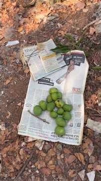 आम के पेड़ पर मेरे दोस्त डंडे मार रहे थे, फिर भी आम आसानी से नहीं टूट रहा था 🌸