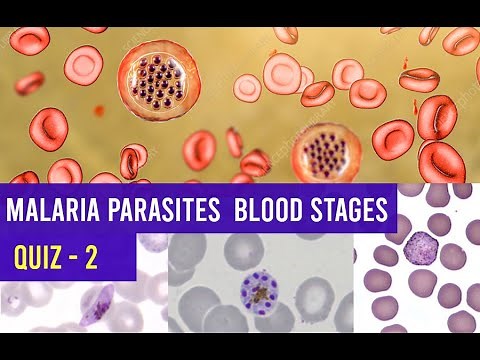 Malaria Parasites Blood stages Identification Training - Quiz 2