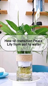 57K views · 675 reactions | Transition of peace lily from soil planting to water planting #fblifestyle #gardening | Ramos Mark | Facebook